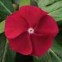 Seminte profesionale Vinca hybrida  - imagine 48810